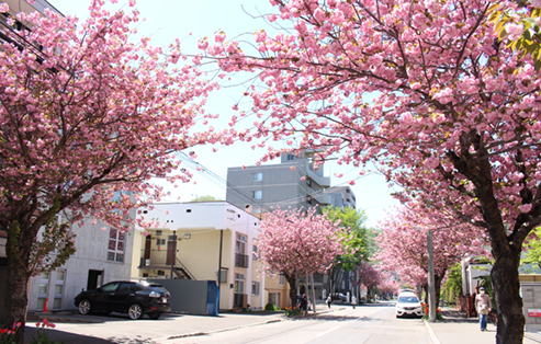 グランウエルネス円山 桜通り