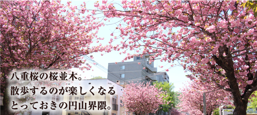 桜並木